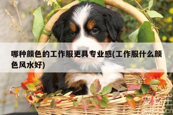 哪种颜色的工作服更具专业感(工作服什么颜色风水好)_Bsport体育在线官网